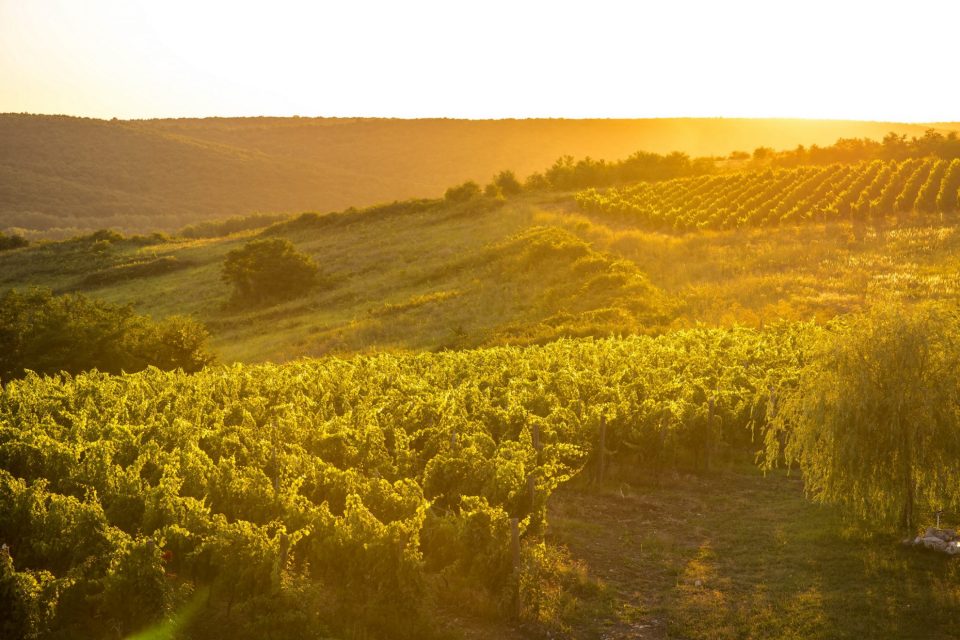 Avincis winery, Romania