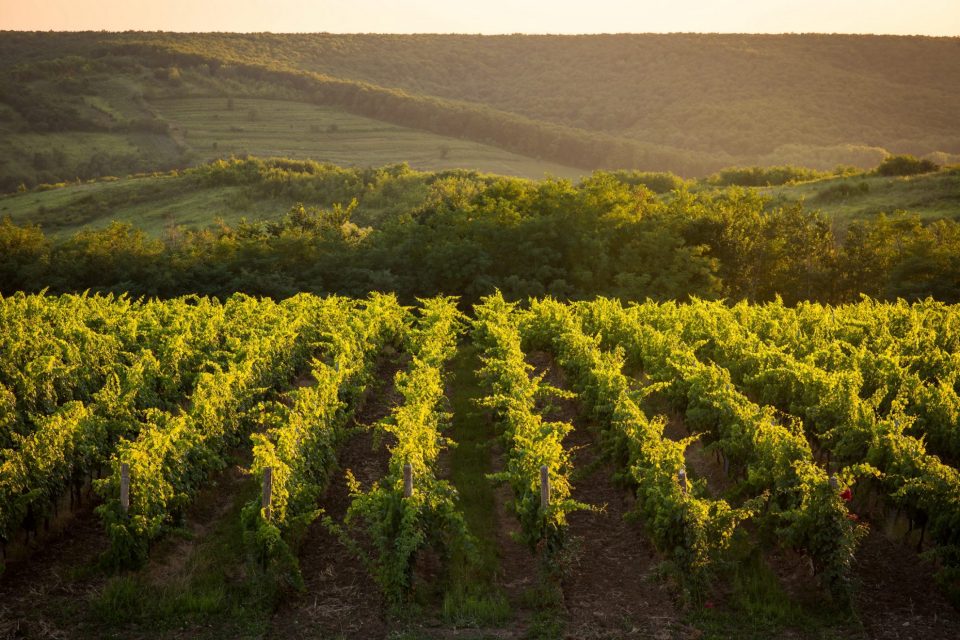 Avincis winery, Romania